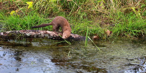 American mink (Neovison vison) near pond in summer time