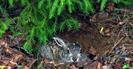 European hare (Lepus europaeus) sitting on the ground and looking around