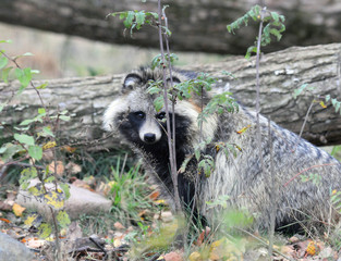 Raccoon dog (Nyctereutes procyonoides) looking at camera