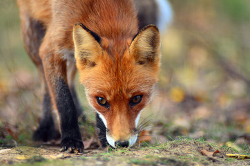 Fox at surface level walking and looking at camera
