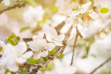 blooming apple tree in spring