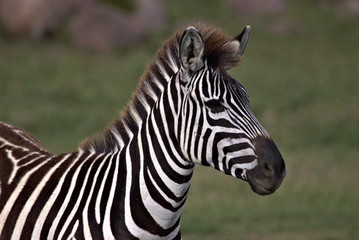 portrait of a zebra