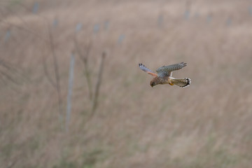 Female Kestrel Hovering in Mid Air