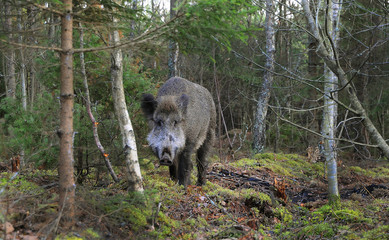 Portrait of wild boar looking at camera in pine forest
