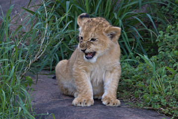 lion cub, he's tough