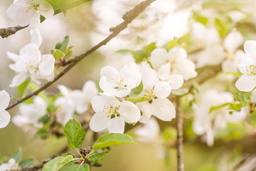 blooming apple tree in spring
