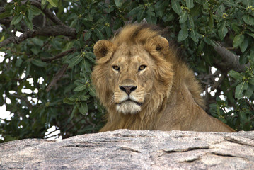 male lion ready 