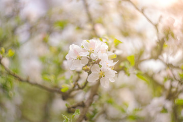 blooming apple tree in spring