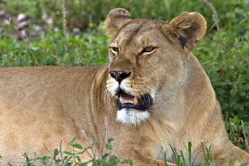 Lioness waiting in the grass