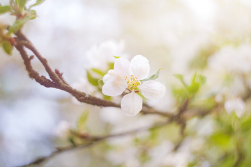 blooming apple tree in spring