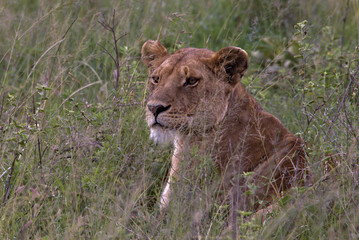 Fototapeta na wymiar Lioness in the Grass on the Serengeti