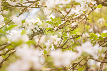 blooming apple tree in spring