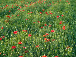 closeup of red poppy on cereal field.  Papaver rhoeas common names include corn poppy , corn rose , field poppy , red poppy , red weed , coquelicot .