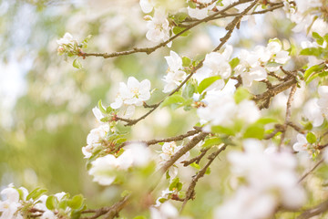 blooming apple tree in spring
