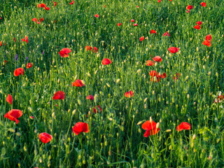 closeup of red poppy on cereal field.  Papaver rhoeas common names include corn poppy , corn rose , field poppy , red poppy , red weed , coquelicot .