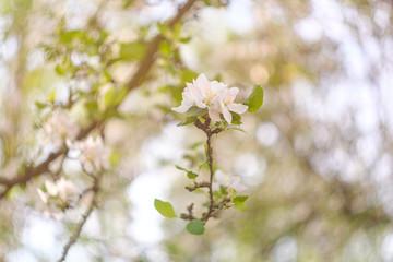 blooming apple tree in spring