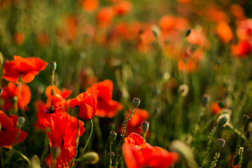 Poppy field close-up, blooming wild flowers in the setting sun. Red green background, blank, wallpaper with soft focus.