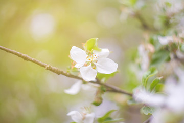 blooming apple tree in spring
