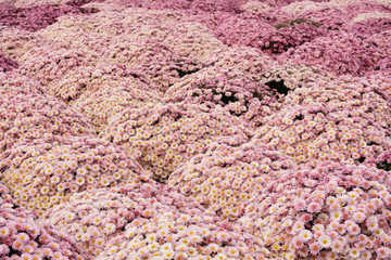 Lots of pink chrysanthemum flowers. Background image from a flowerbed.