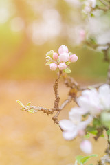 blooming apple tree in spring