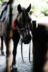 brown horse in the pasture. a horse grazes on a green meadow under the sun. Welsh pony running and standing in high grass, long mane, brown horse galloping, brown horse standing in farm