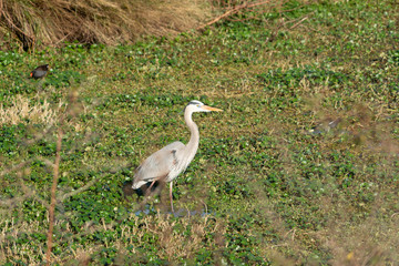 Great Blue In View
