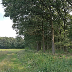 the green forest in the summertime