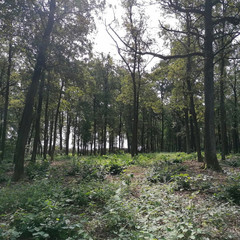 the green forest in the summertime