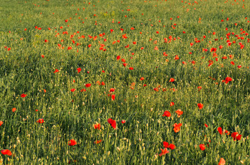 closeup of red poppy on cereal field.  Papaver rhoeas common names include corn poppy , corn rose , field poppy , red poppy , red weed , coquelicot .