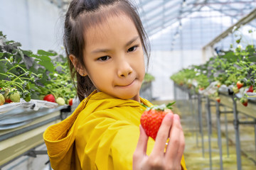 Little girl is posting and smelling  strawberry in Sendai hydroponic strawberry farm, healthy...