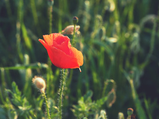 closeup of red poppy on cereal field.  Papaver rhoeas common names include corn poppy , corn rose ,...