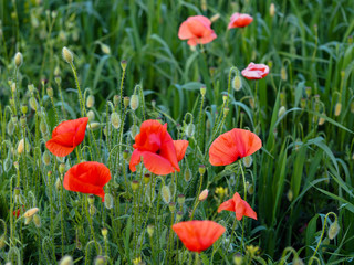 closeup of red poppy on cereal field.  Papaver rhoeas common names include corn poppy , corn rose , field poppy , red poppy , red weed , coquelicot .