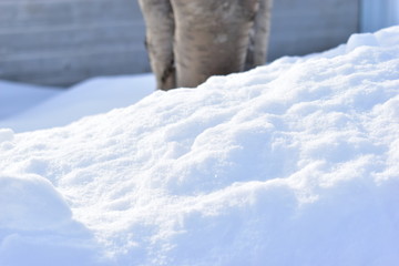 Piles of snow and wooden boxes with a tree trunk