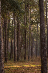 hazy forest yellow leaves