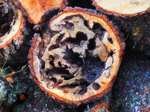 Tronco de madera comido por la carcoma en el bosque