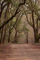 Fototapeta premium path of trees dirt road