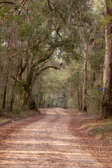 path of trees dirt road