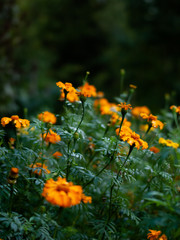 Orange marigolds