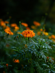 Marigold flower