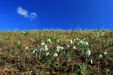Snowdrops on meadow in spring, blue sky in background