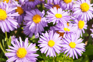 Aster amellus or european michaelmas-daisy purple flowers close up