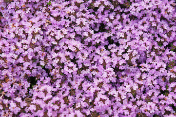 Thymus serpyllum minor creeping thyme purple flowers background