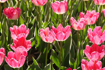 Tulipa gesneriana parrot tulip pink flowers