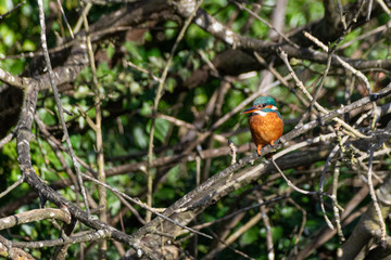 Vibrant colours of female kingfisher (Alcedo atthis) perched on winter tree branches