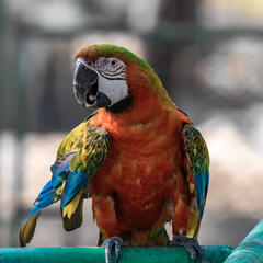 Large multicolored parrot