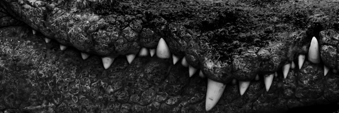White teeth of a large crocodile