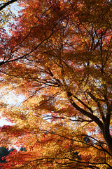 赤く色付いた楓の紅葉