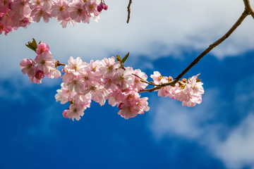 Japanische Kirschblüte