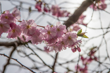 Japanische Kirschblüte