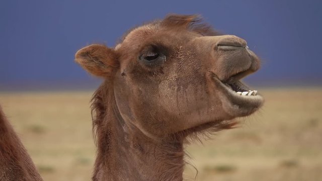 Bactrian camel portrait in steppe under storm sky, Mongolia, 4k